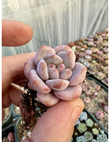 Pachyveria SP