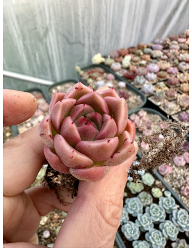 Pachyveria SP