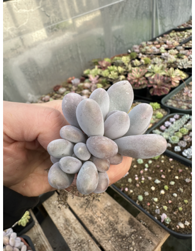 Pachyveria SP