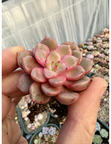 Echeveria Subcorymbosa Lau030 x Monroe