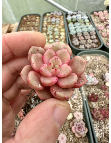 Echeveria Subcorymbosa Lau030 x Monroe