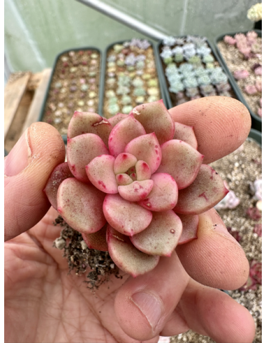 Echeveria Subcorymbosa Lau030 x Monroe