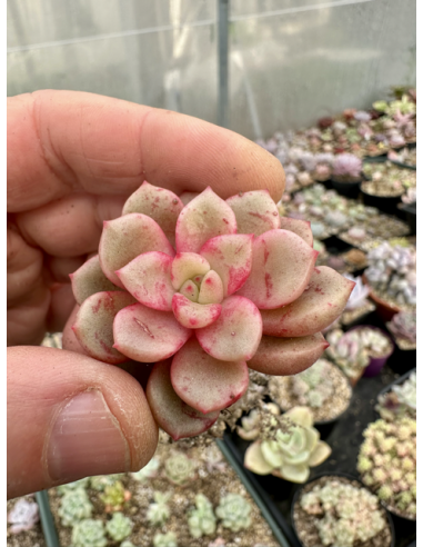 Echeveria Subcorymbosa Lau030 x Monroe