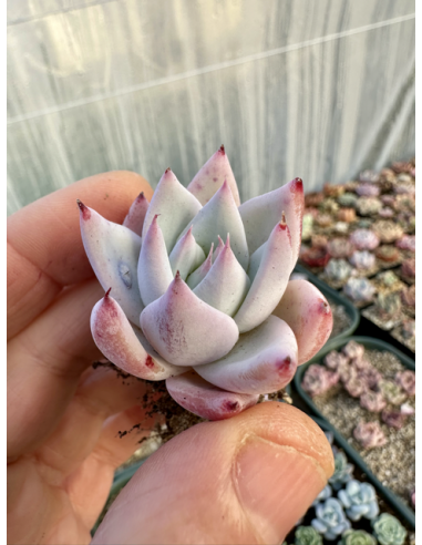 Echeveria Colorata hybride SP