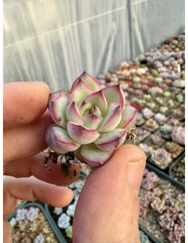 Echeveria Pulidonis x Tolimanensis