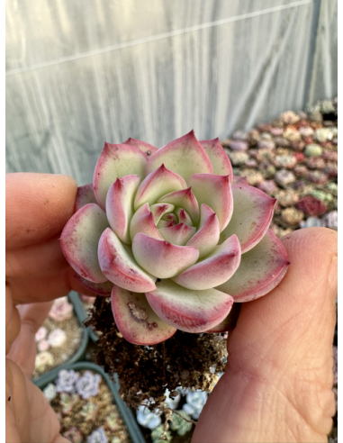 Echeveria Pulidonis x Tolimanensis