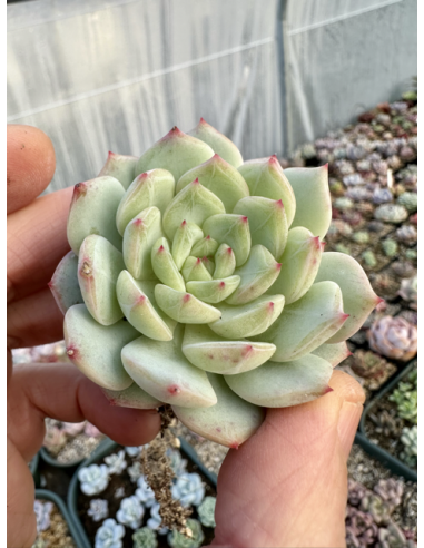 Echeveria Sea Salt Mint