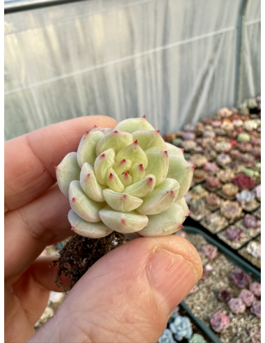 Echeveria Sea Salt Mint