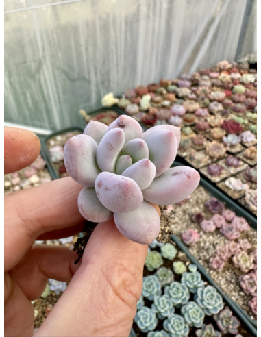 Pachyveria Elaine x Pink Cheese