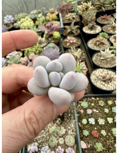 Pachyveria Elaine x Pink Cheese