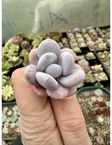 Pachyveria Snowy