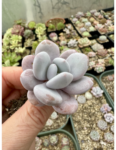 Pachyveria Snowy