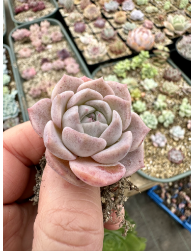 Echeveria Sugar Lo