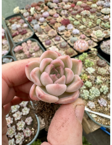 Echeveria Monroe hybride SP