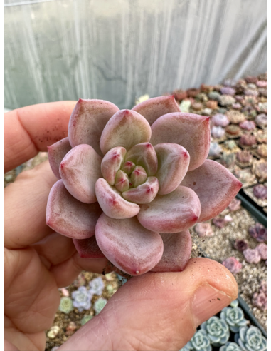 Echeveria Monroe x Rubin