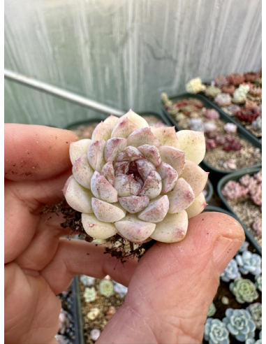 Echeveria Monroe x Amethyst