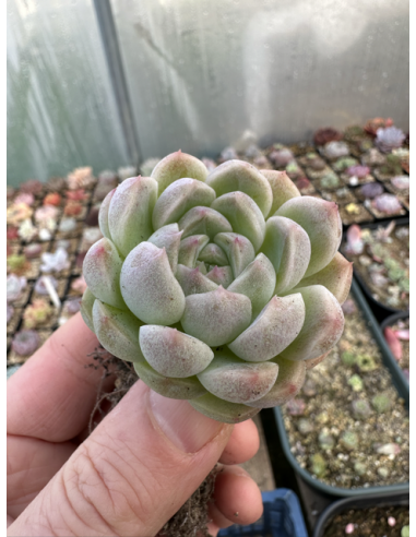 Echeveria Monroe x Amethyst