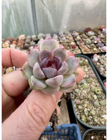 Echeveria Monroe x Amethyst