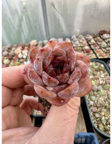 Echeveria Monroe x Amethyst