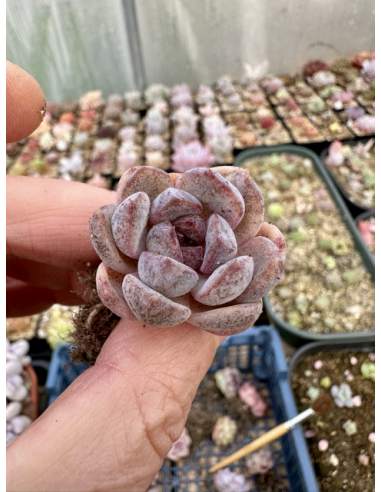 Echeveria Monroe x Amethyst