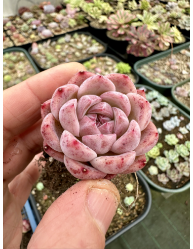 Echeveria Monroe x Amethyst