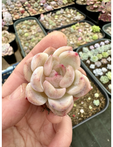 Echeveria Monroe Hybride SP