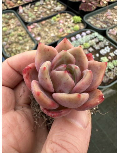 Echeveria Monroe x Rubin