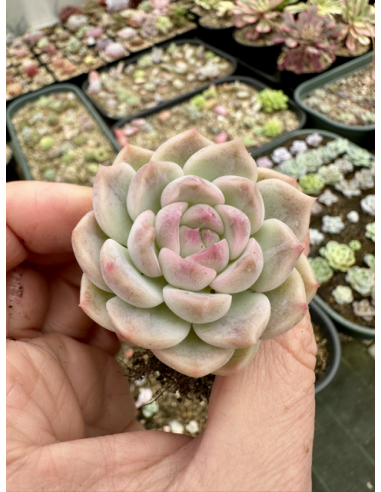 Echeveria Monroe Hybride SP