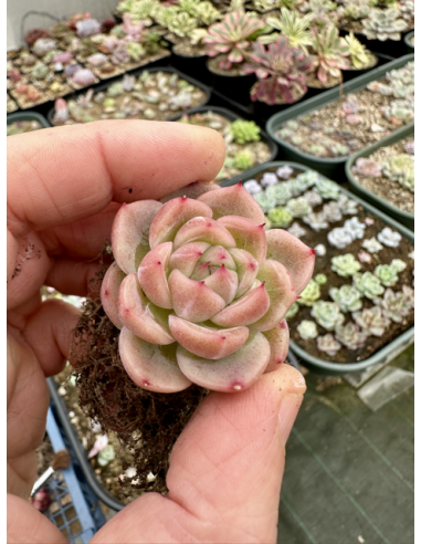 Echeveria Romeo Hybride SP