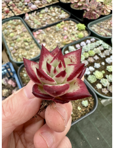 Echeveria Rubin x Chihuahuaensis