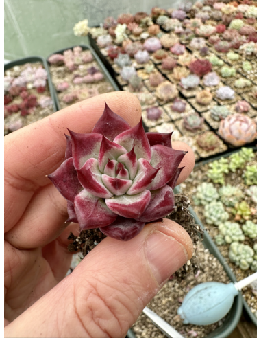 Echeveria Chihuahuaensis x Rubin