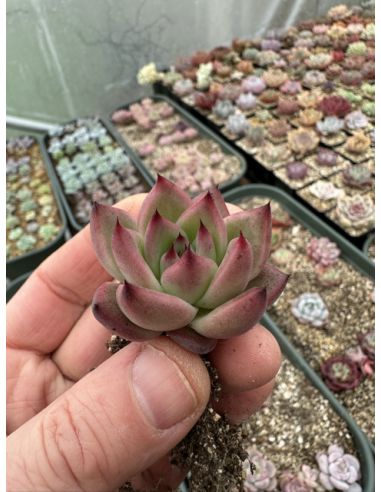 Echeveria Colorata x Rubin