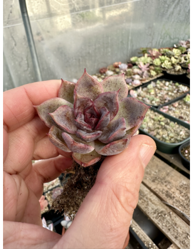 Echeveria Locquissima 2 têtes