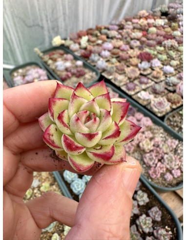 Echeveria Rubin Hybride SP