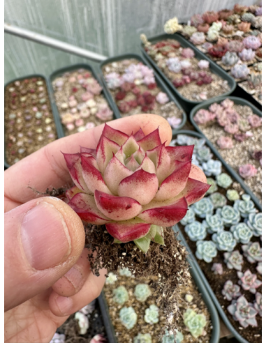 Echeveria Rubin Hybride SP