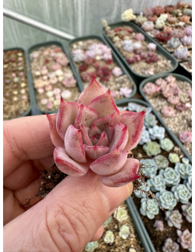 Echeveria Rubin Hybride SP