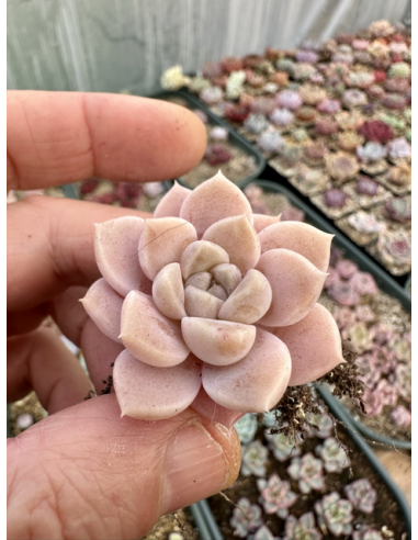 Echeveria Albicans Hybride SP