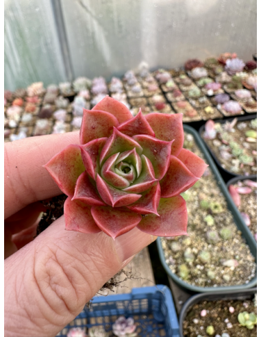 Echeveria Gilo x Longissima