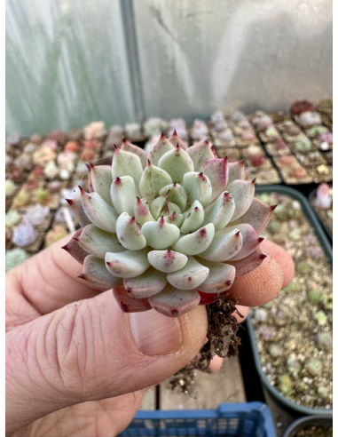 Echeveria Sarahimebotan x Strictiflora Nova