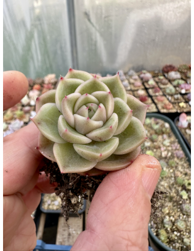 Echeveria Hybride SP