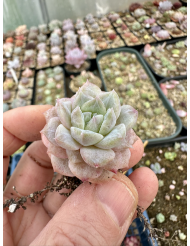 Echeveria Hybride SP