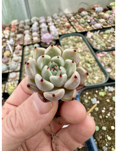 Echeveria Cuspidata Zaragozae x Romeo