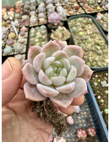 Echeveria Monroe Hybride SP