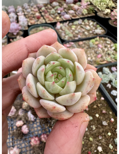 Echeveria Sea Salt Mint