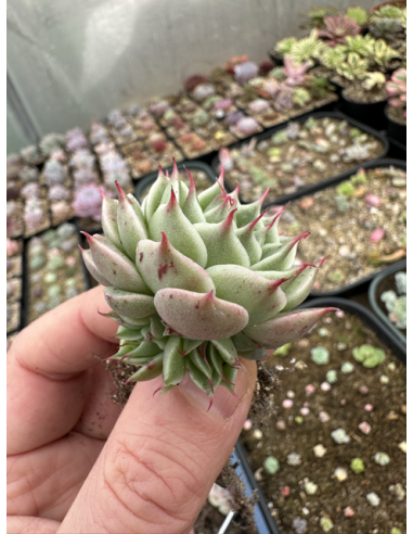 Echeveria Silver Hay