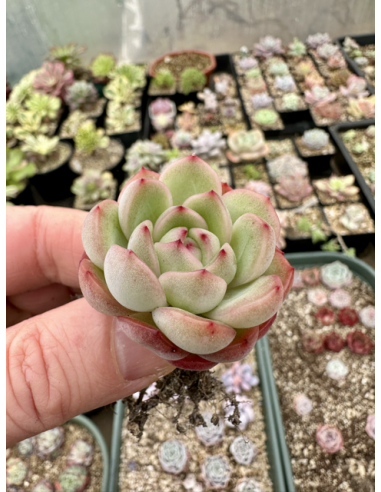 Echeveria Pulidonis x Monroe