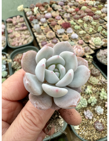 Echeveria Hoshikage (Japanese Potosina)