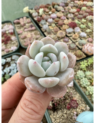 Echeveria Hoshikage (Japanese Potosina)