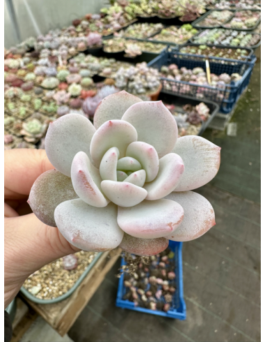 Echeveria Snow Angel