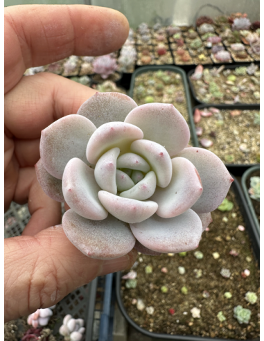 Echeveria Snow Angel